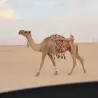 للبيع رحول ابل