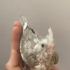 فرخ كروان هولندي تم البيع