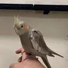 كروان سينامون اليف هدد نشبه نهاية غر (فاخر جدا عالي العال)