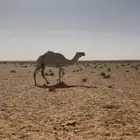خلفه وضحى كفووو تحتها قعود شرط سليمه من كل عذروب