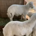 طليان فاخره