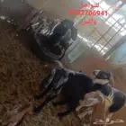 4معزا بعيالها