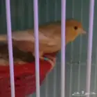 كناري مغرد