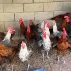 ديوك بلدي وفيومي احجام جامبو كبيره للبيع