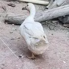 بطة