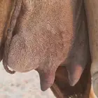 خلفه تحتها بكره للبيع