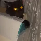 قطة للتبني العاجل