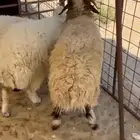 يوجد ذبايح للبيع نعيم وحري يوجد سلخ وتوصيل