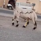 جدعان نعيم صنف فاخر للبيع
