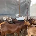 معزا عنقان دهم جذعات للبيع العدد 25 راس تحتها 1