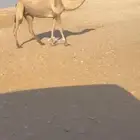 ناقة لقحة على سياف العقده