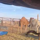 قعود على الحليب العمر 8 شهور وبكره طيبه