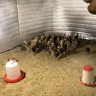 صوص بلدي