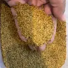 بذر حساوي نظيف