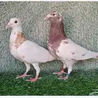 زاجل مولمنيز شوكلت