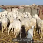 غنم خلفات حرش طيبه مراح واحد العدد 27 بي فحلها تحتها 26