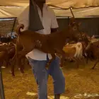 تيس بلدي جنوبي لباني