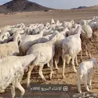 غنم حريه دفيع شرط فحص سونار مراح واحد طيبه بالحيل