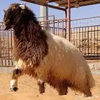 خرفان نعيم فاخره