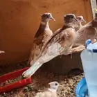 للبيع حمام بدي ياكريم