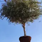 يوجد لدينا زيتون معمر مثمر جميع الأحجام ويوجد وسط ويوجد شتلا