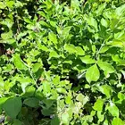 مزرعة للايجار في ساسكو