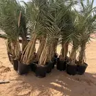 نخيل للبيع مجذر فسايل طيب وعلا الشرط