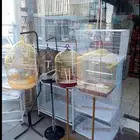 اقفاص كاسكو طيور كناري كوكتيل عصافير علف اكل