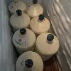 حليب ابقار يومي وطازج