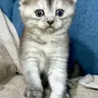 قطط كتن سكوتش شهر ونص للبيع