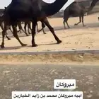 للبيع فحل كفووو مجهم
