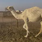 للبيع بكره باتليه