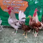 دجاج عربي ماكنتوش