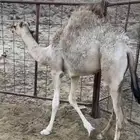 حاشي للبيع