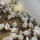 دجاج لاحم بيشة