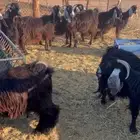 عوارض متابيع ومقرعه عددها 17 معها 19