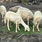 غنم مضاريع