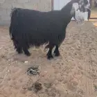 عنز عارضيه فاخره