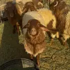 ذبايح للبيع جمله وتفريد