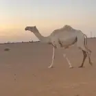 ناقة وضحاء