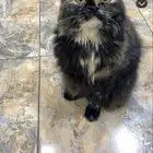 مفقوده