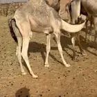 قعدان كفو تحت اماتها مشروطه العمر 5 اشهر واكثر