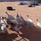 دجاج رومي صحتها طيبة عدد 17 4 ذكور 13 إناث
