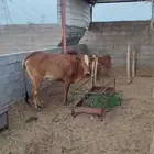 بقره منيحه معها حسيل اول بطن