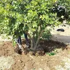 يوجد لدينا حمضيات يوسف فندي ليمون برتقال بو صره تين رمان عنب