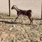 معزا جفره ثنيه ودافع أذكر الله صلوا على النبي