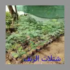 شتلات اكسيا