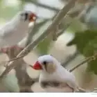 زيبرا دمعه16 زوج