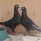 زاجل اسود سباق
