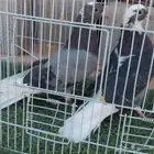 طيور حمام قطيفي قلابي ( تم البيع )